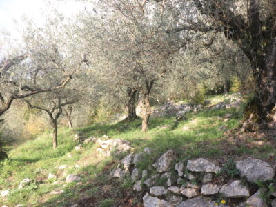 SANT'AGATA DE' GOTI (BN) - 613 TERRENO COLLINARE