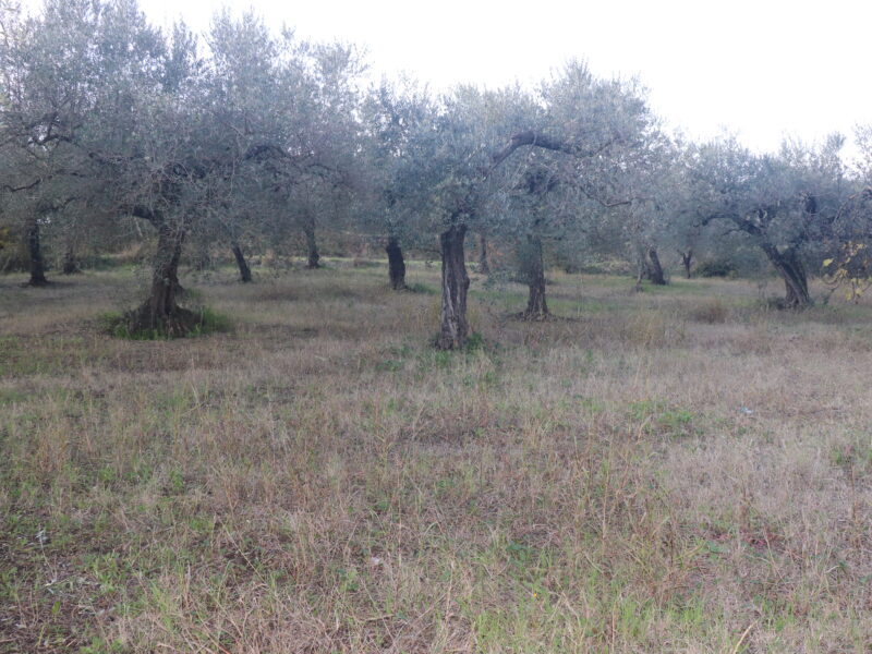 SANT'AGATA DE' GOTI (BN) - 385 TERRENO COLTIVATO