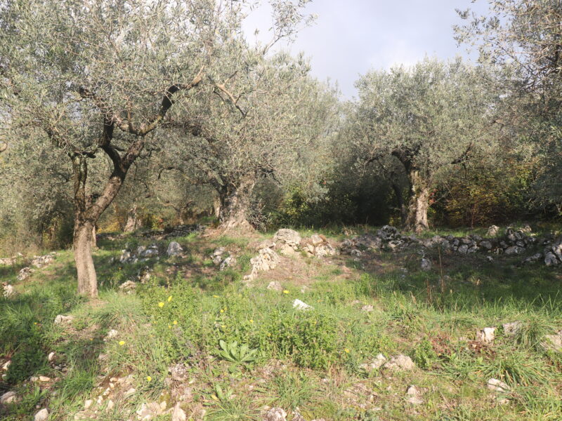 SANT'AGATA DE' GOTI (BN) - 613 TERRENO COLLINARE