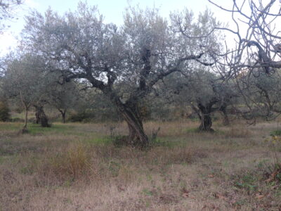 SANT'AGATA DE' GOTI (BN) - 385 TERRENO COLTIVATO