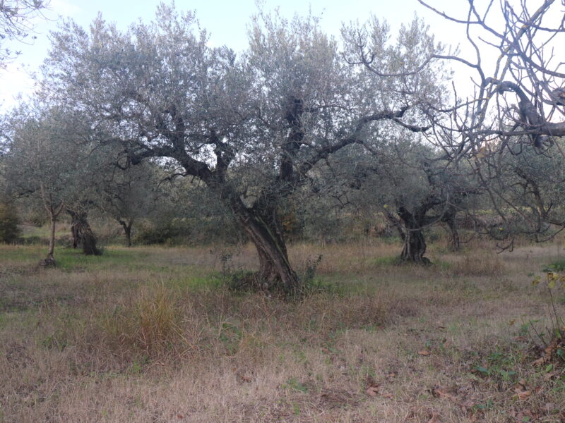 SANT'AGATA DE' GOTI (BN) - 385 TERRENO COLTIVATO