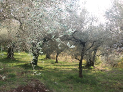 SANT'AGATA DE' GOTI (BN) - 613 TERRENO COLLINARE