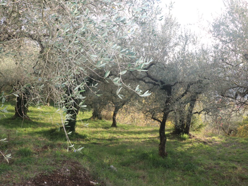 SANT'AGATA DE' GOTI (BN) - 613 TERRENO COLLINARE