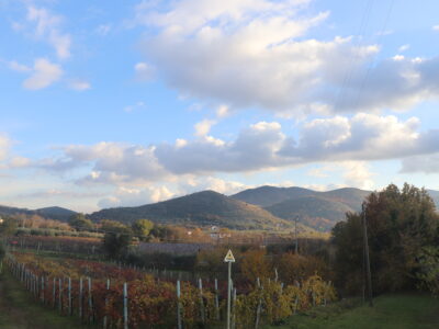 SANT'AGATA DE' GOTI (BN) - 385 TERRENO COLTIVATO