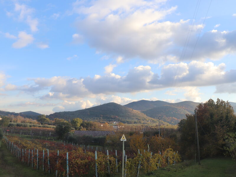 SANT'AGATA DE' GOTI (BN) - 385 TERRENO COLTIVATO
