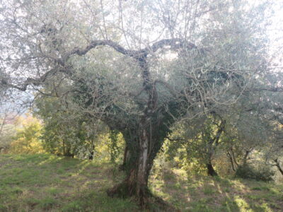 SANT'AGATA DE' GOTI (BN) - 613 TERRENO COLLINARE