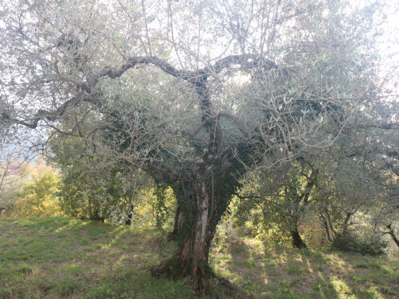 SANT'AGATA DE' GOTI (BN) - 613 TERRENO COLLINARE