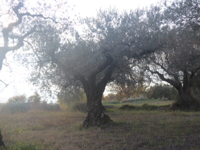 SANT'AGATA DE' GOTI (BN) - 385 TERRENO COLTIVATO
