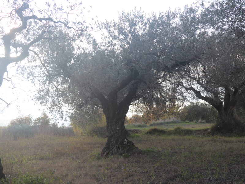 SANT'AGATA DE' GOTI (BN) - 385 TERRENO COLTIVATO