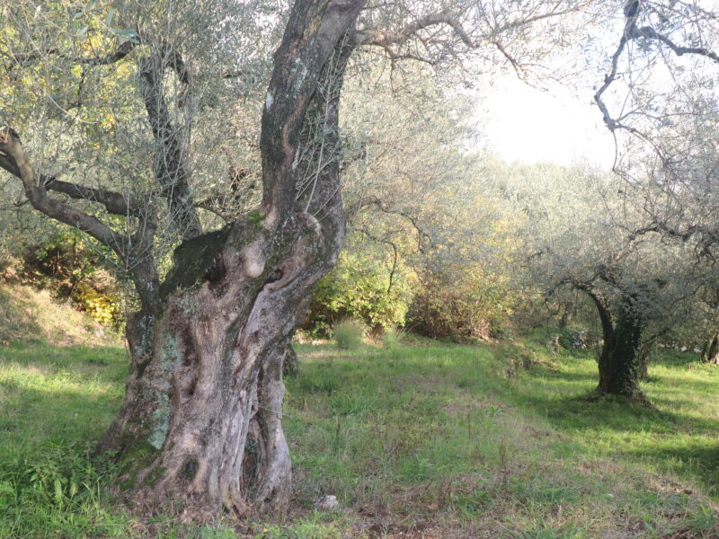 SANT'AGATA DE' GOTI (BN) - 613 TERRENO COLLINARE