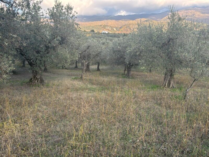 SANT'AGATA DE' GOTI (BN) - 385 TERRENO COLTIVATO