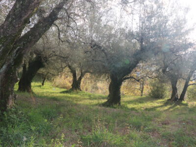 SANT'AGATA DE' GOTI (BN) - 613 TERRENO COLLINARE