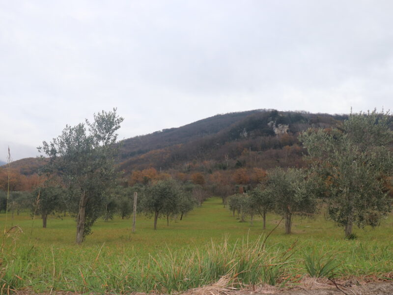 FRASSO TELESINO (BN) - 226 TERRENO CON DEPOSITO