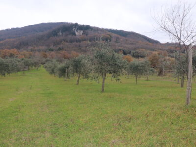 FRASSO TELESINO (BN) - 226 TERRENO CON DEPOSITO