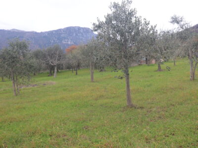 FRASSO TELESINO (BN) - 226 TERRENO CON DEPOSITO