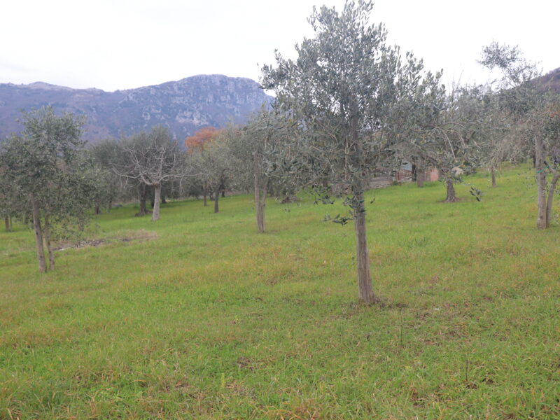 FRASSO TELESINO (BN) - 226 TERRENO CON DEPOSITO