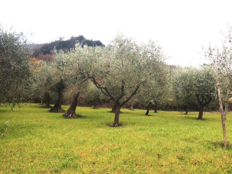 FRASSO TELESINO (BN) - 226 TERRENO CON DEPOSITO