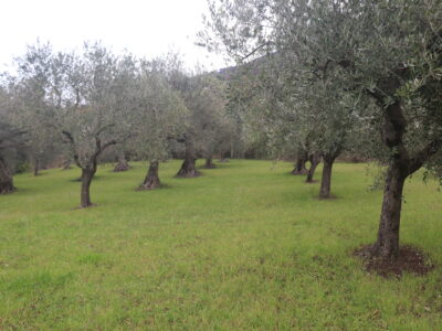 FRASSO TELESINO (BN) - 226 TERRENO CON DEPOSITO