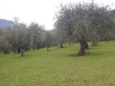 FRASSO TELESINO (BN) - 226 TERRENO CON DEPOSITO