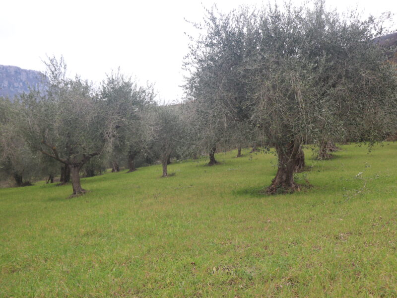 FRASSO TELESINO (BN) - 226 TERRENO CON DEPOSITO