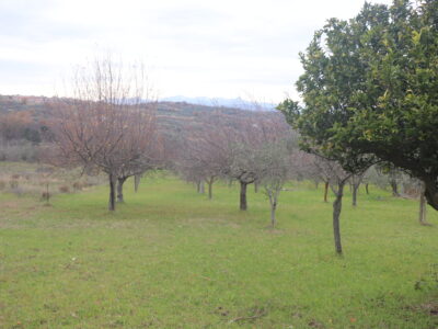 FRASSO TELESINO (BN) - 226 TERRENO CON DEPOSITO