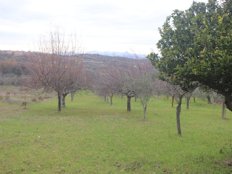 FRASSO TELESINO (BN) - 226 TERRENO CON DEPOSITO