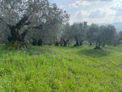 FRASSO TELESINO (BN) - 269 TERRENO CON DEPOSITO