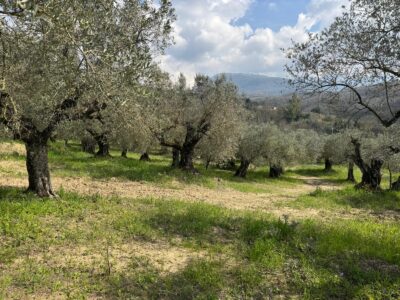 FRASSO TELESINO (BN) - 269 TERRENO CON DEPOSITO