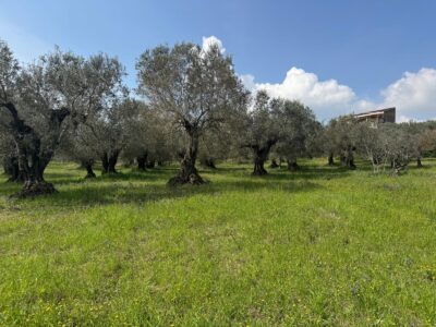 FRASSO TELESINO (BN) - 269 TERRENO CON DEPOSITO