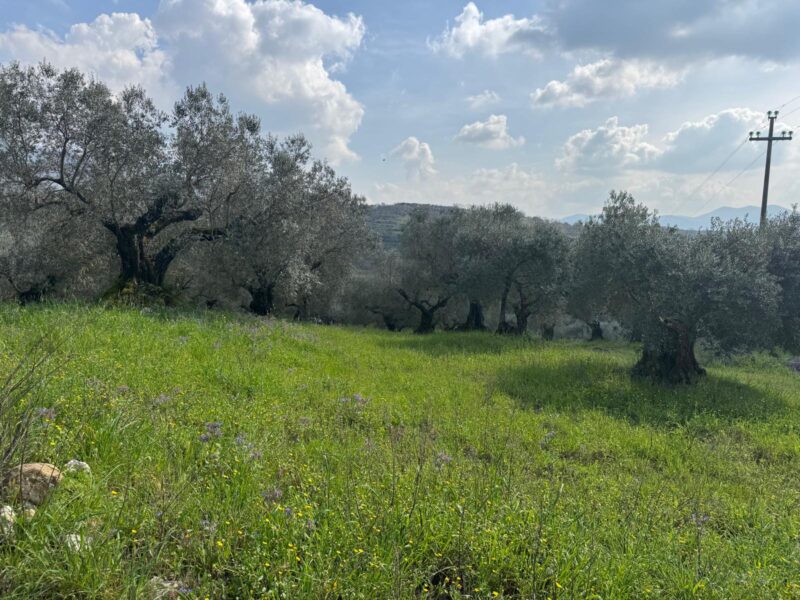 FRASSO TELESINO (BN) - 269 TERRENO CON DEPOSITO