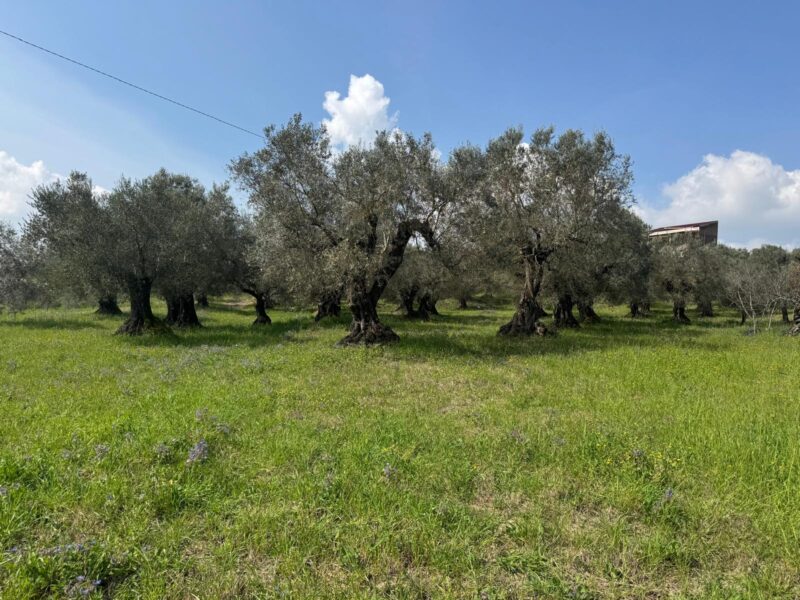 FRASSO TELESINO (BN) - 269 TERRENO CON DEPOSITO