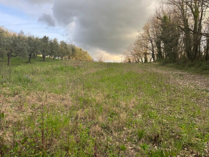 DUGENTA (BN) - 164 TERRENO AGRICOLO