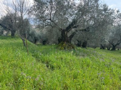 FRASSO TELESINO (BN) - 269 TERRENO CON DEPOSITO