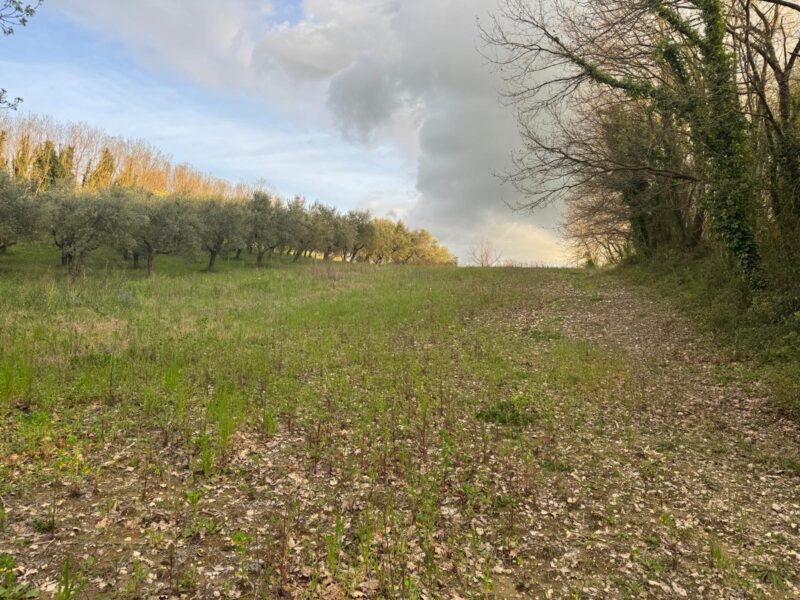 DUGENTA (BN) - 164 TERRENO AGRICOLO