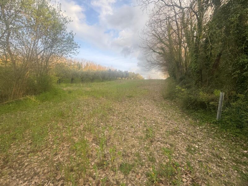 DUGENTA (BN) - 164 TERRENO AGRICOLO