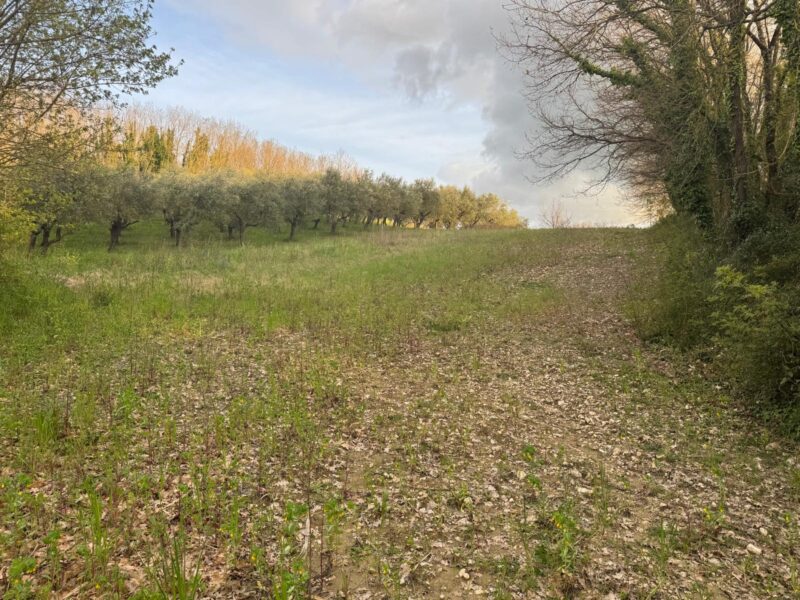 DUGENTA (BN) - 164 TERRENO AGRICOLO