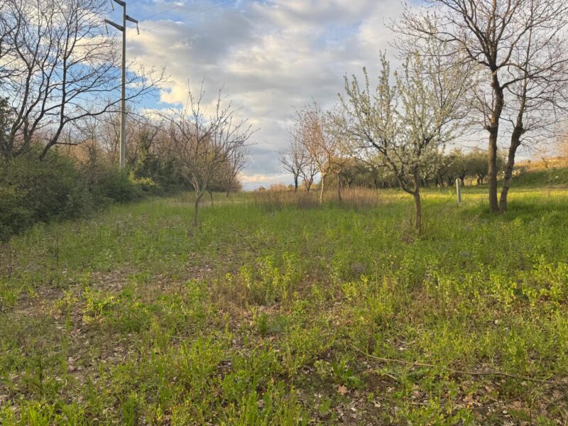 DUGENTA (BN) - 164 TERRENO AGRICOLO