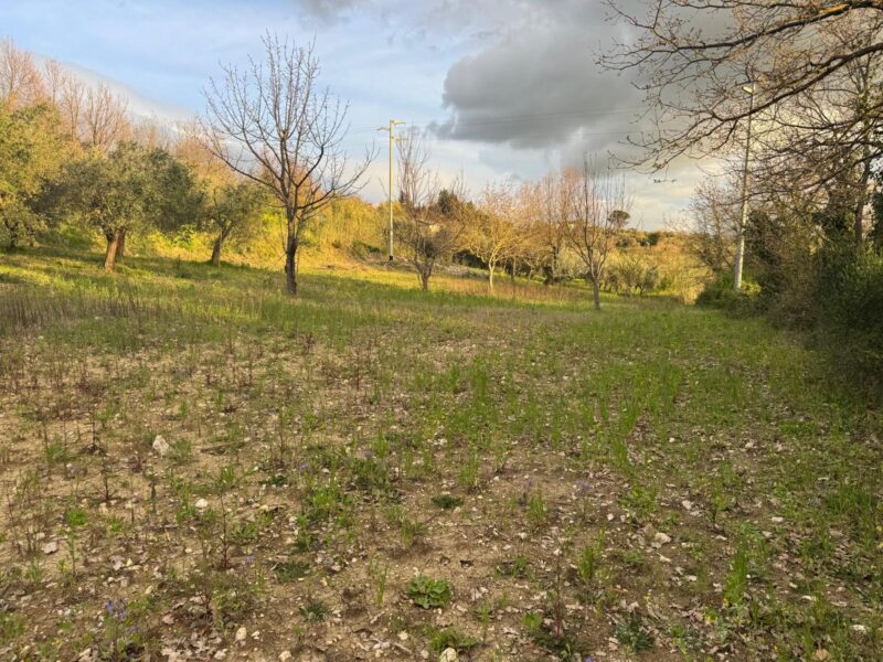 DUGENTA (BN) - 164 TERRENO AGRICOLO