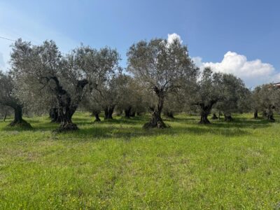 FRASSO TELESINO (BN) - 269 TERRENO CON DEPOSITO