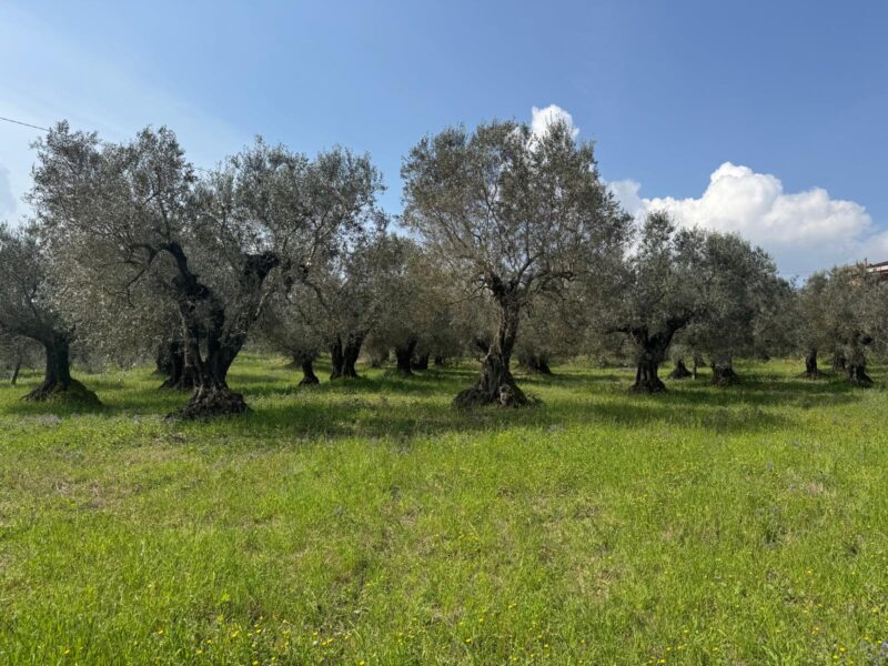 FRASSO TELESINO (BN) - 269 TERRENO CON DEPOSITO