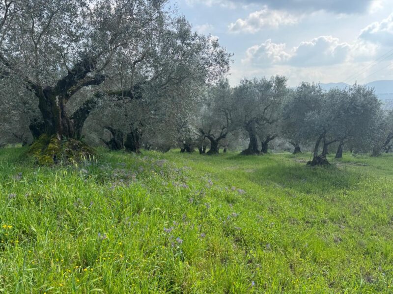 FRASSO TELESINO (BN) - 269 TERRENO CON DEPOSITO