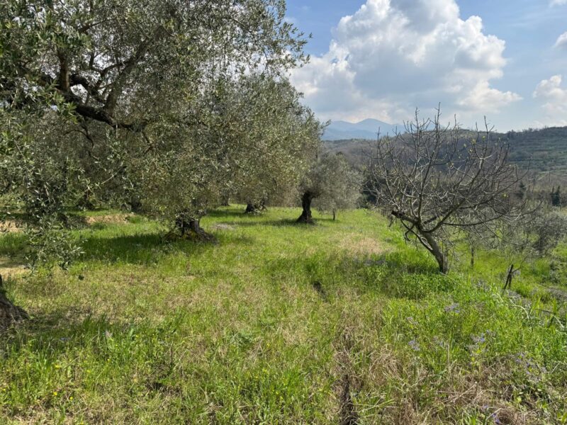 FRASSO TELESINO (BN) - 269 TERRENO CON DEPOSITO