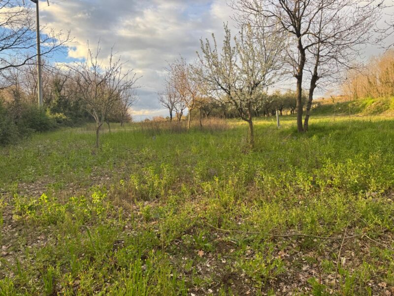 DUGENTA (BN) - 164 TERRENO AGRICOLO