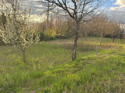 DUGENTA (BN) - 164 TERRENO AGRICOLO