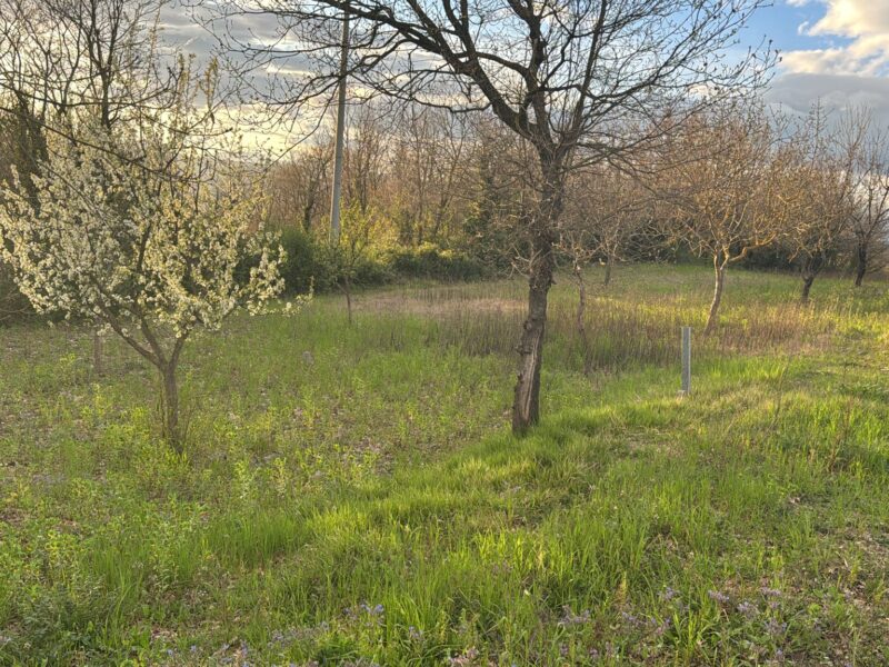 DUGENTA (BN) - 164 TERRENO AGRICOLO