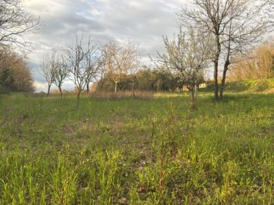 DUGENTA (BN) - 164 TERRENO AGRICOLO