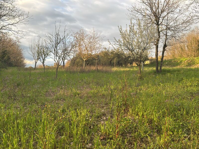 DUGENTA (BN) - 164 TERRENO AGRICOLO