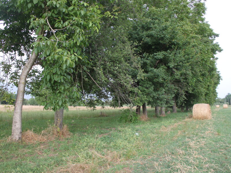 DUGENTA (BN) - 805 TERRENO COLTIVATO A NOCI