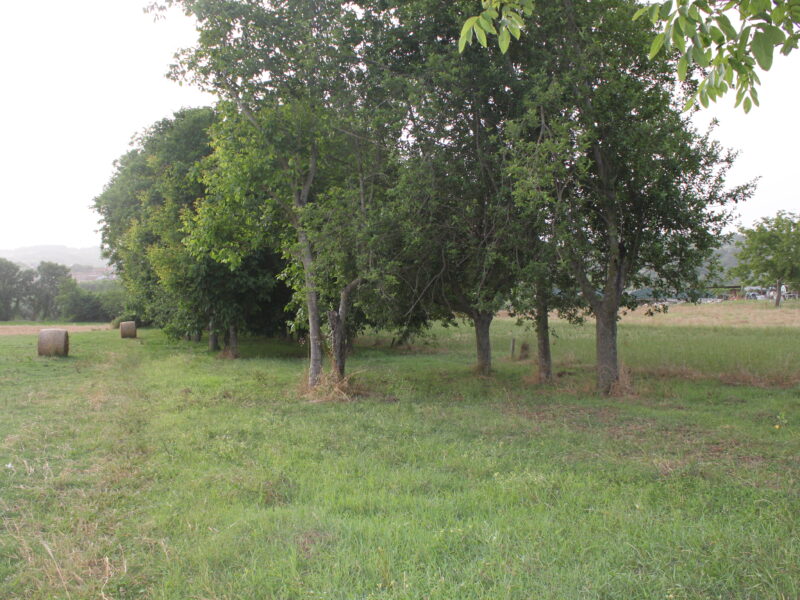 DUGENTA (BN) - 805 TERRENO COLTIVATO A NOCI