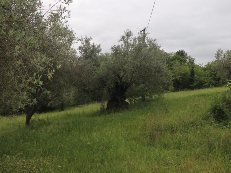CASTEL CAMPAGNANO (CE) - 116 CASA INDIPENDENTE E DEPENDANCE DA RISTRUTTURARE